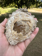 Fossilized Calcite Clam from Ruck's Pit Quarry, Florida, UV Reactive #1