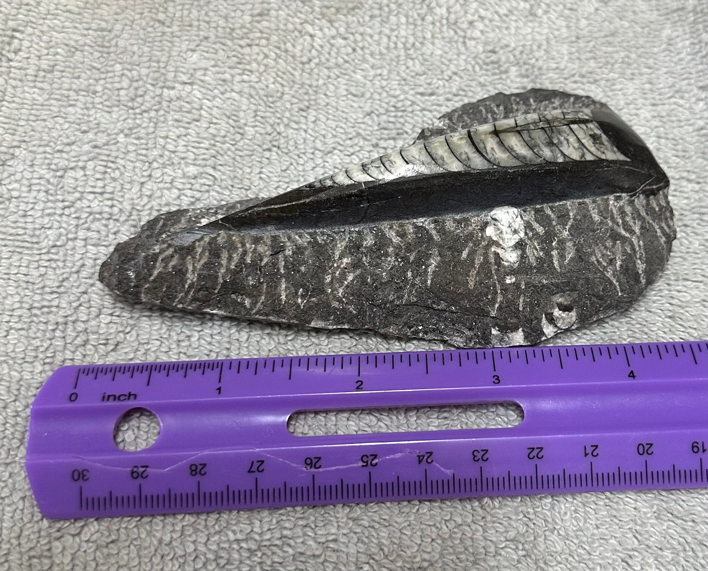 Orthoceras Fossil #4