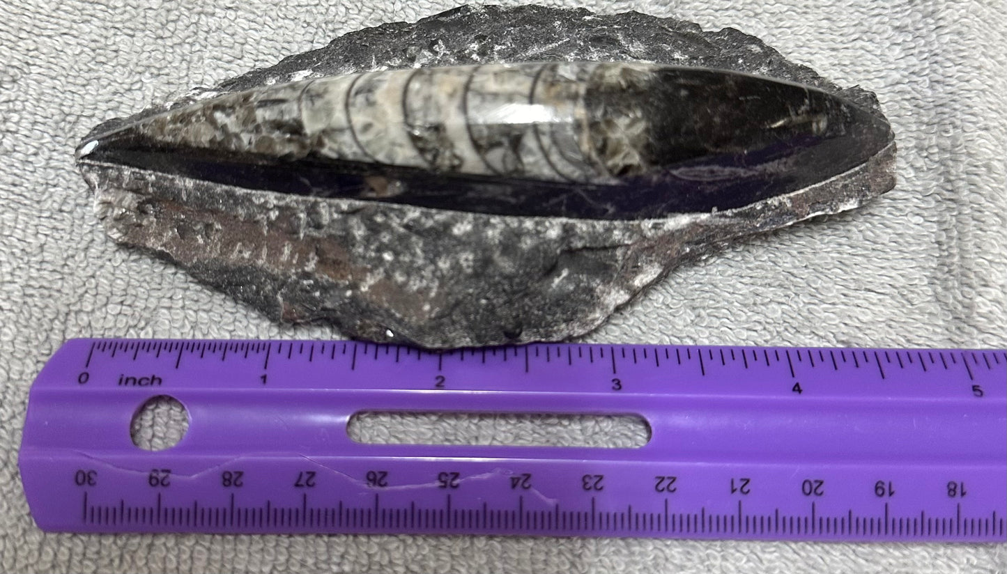 Orthoceras Fossil #2