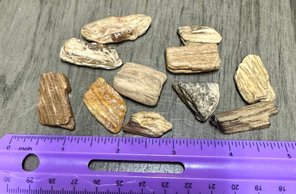 Petrified Wood from Missouri