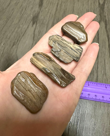 Petrified Wood from Missouri