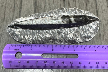 Orthoceras Fossil #9