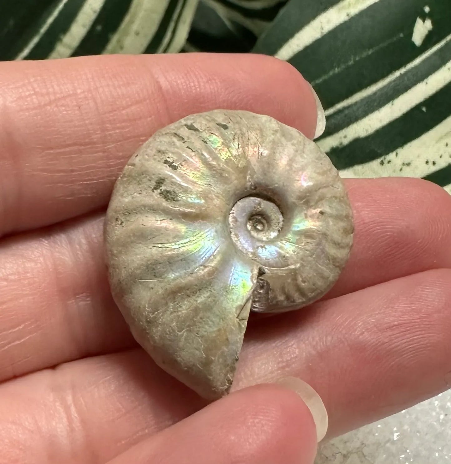 Ammonite Fossil #2