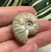 Ammonite Fossil #2