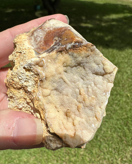 Savannah River Agate Specimen #27