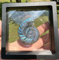 Labradorite Ammonite Carving with Case