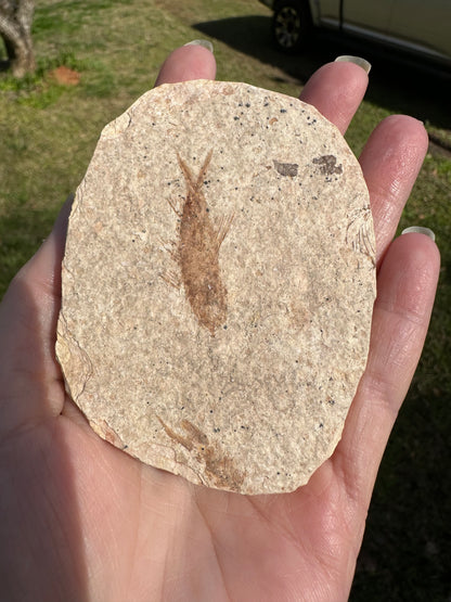 Fossil Fish, Eocene, Green River, Kemmerer, WY