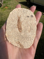 Fossil Fish, Eocene, Green River, Kemmerer, WY