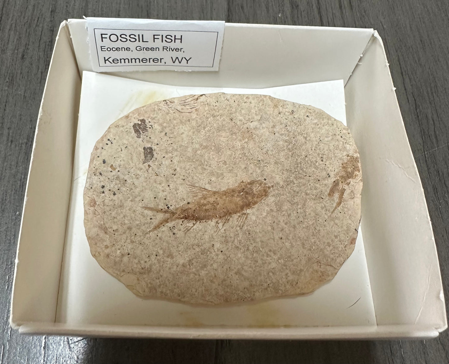 Fossil Fish, Eocene, Green River, Kemmerer, WY