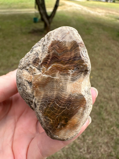 Petrified Wood Specimen #1