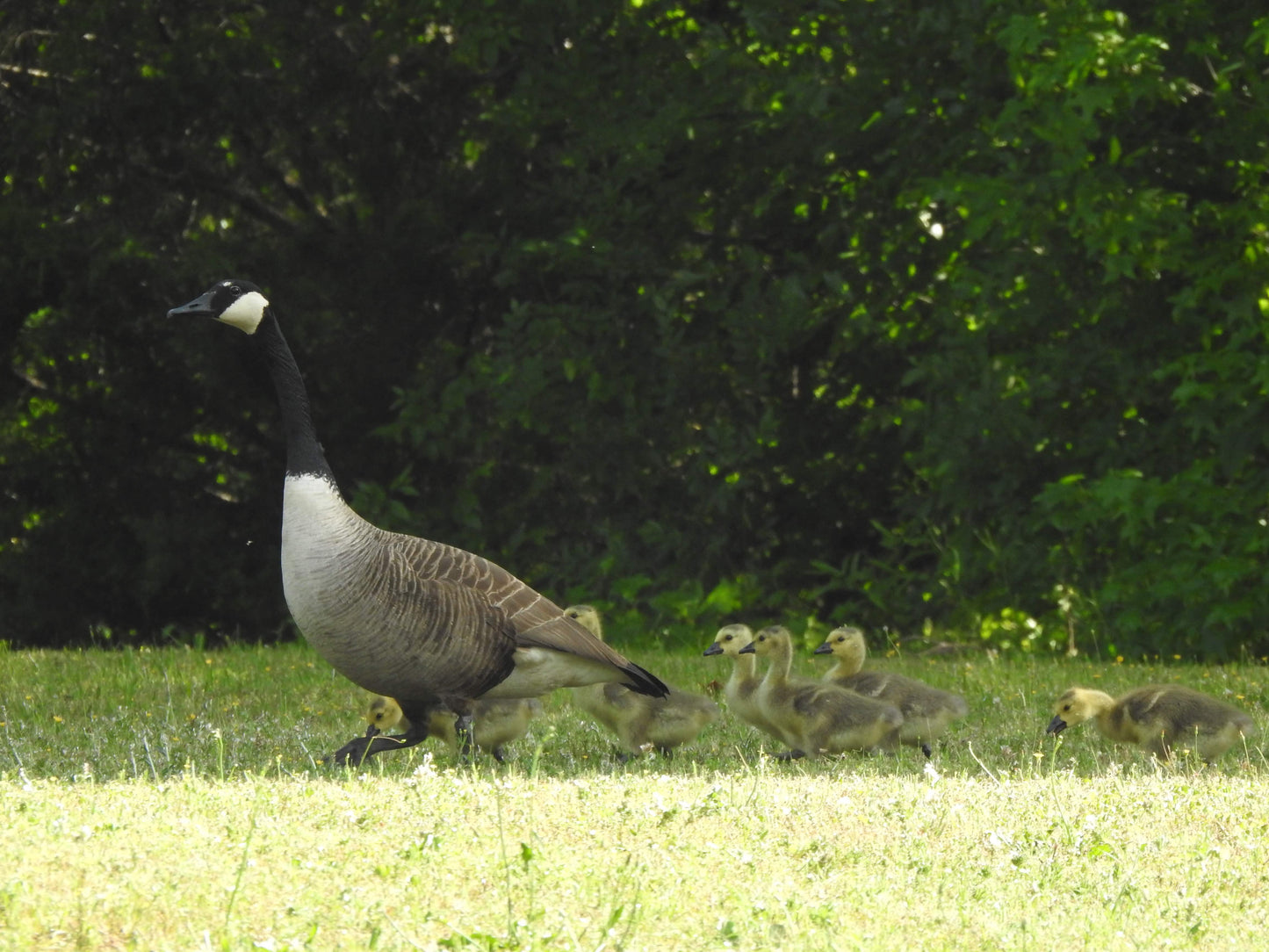 Mother Goose and Goslings Digital Download