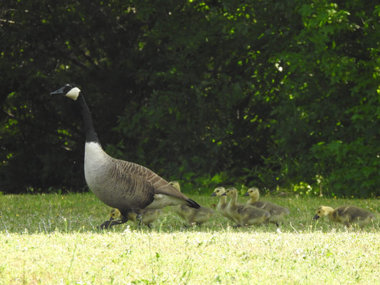 Mother Goose and Goslings Digital Download