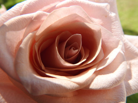 Light Peach Rose Digital Download