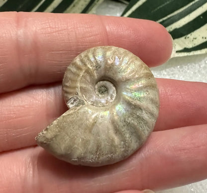 Ammonite Fossil #2