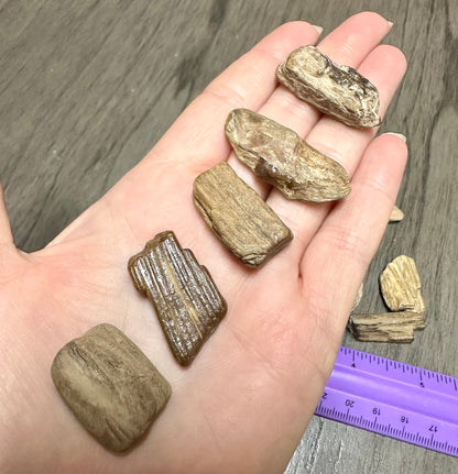 Petrified Wood from Missouri