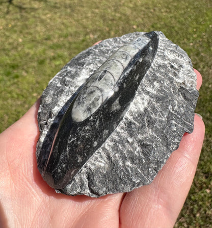 Orthoceras Fossil #8