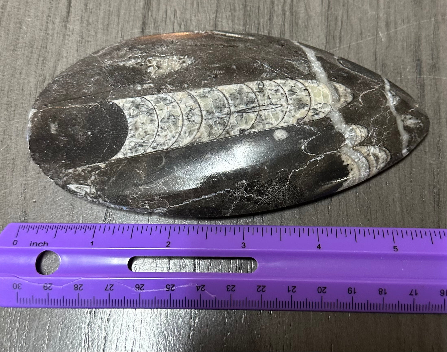 Orthoceras Fossil #7