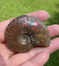 Polished Ammonite Fossil 19b