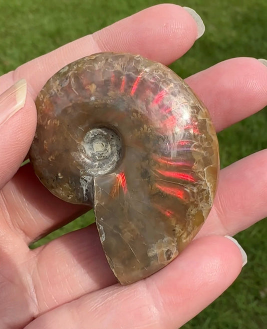 Polished Ammonite Fossil 8b