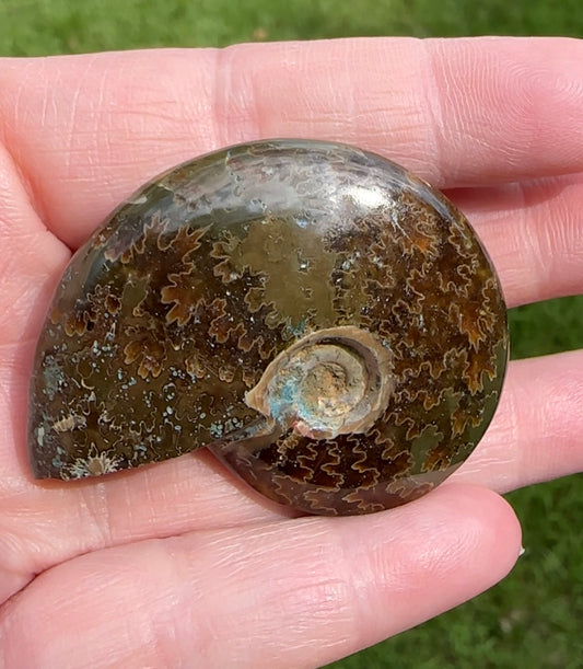 Polished Ammonite Fossil #7