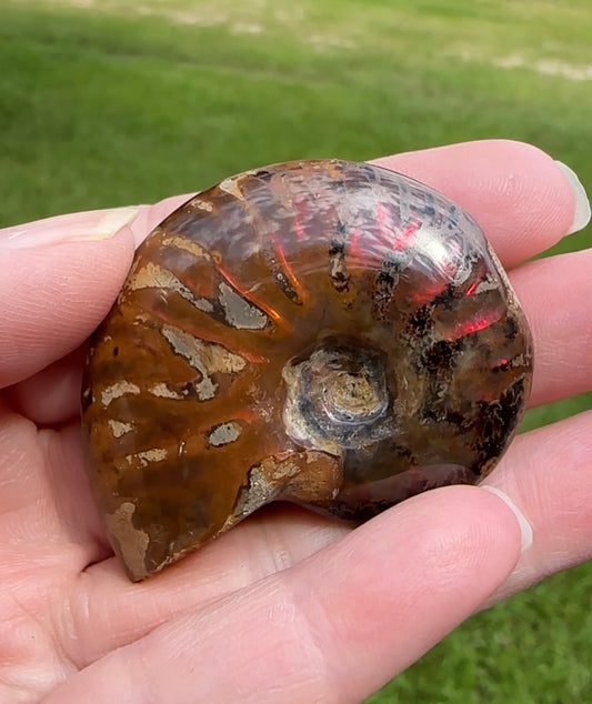 Polished Ammonite Fossil 2e