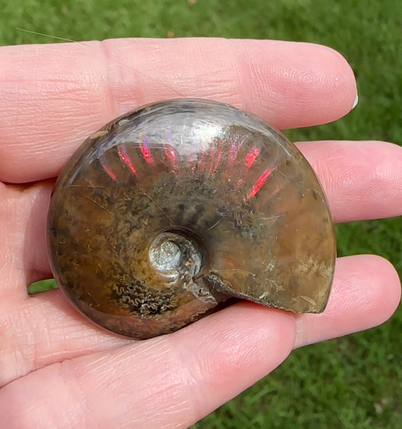 Polished Ammonite Fossil 14b