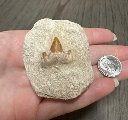 Fossil Shark Tooth in Matrix