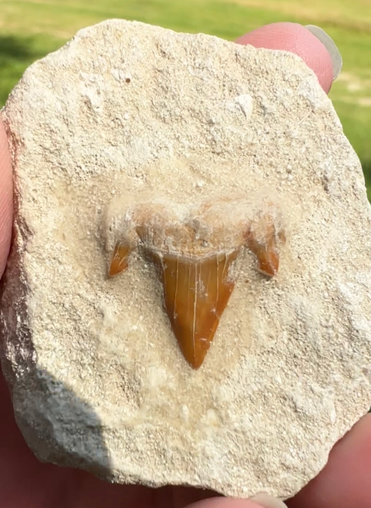 Fossil Shark Tooth in Matrix