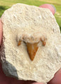 Fossil Shark Tooth in Matrix