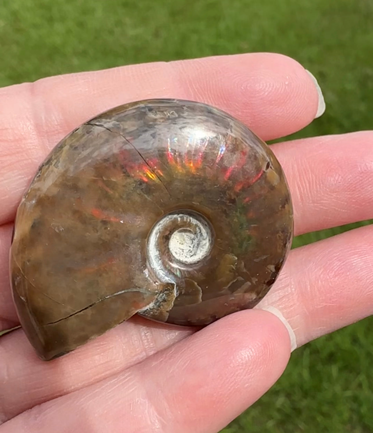 Polished Ammonite Fossil 16b