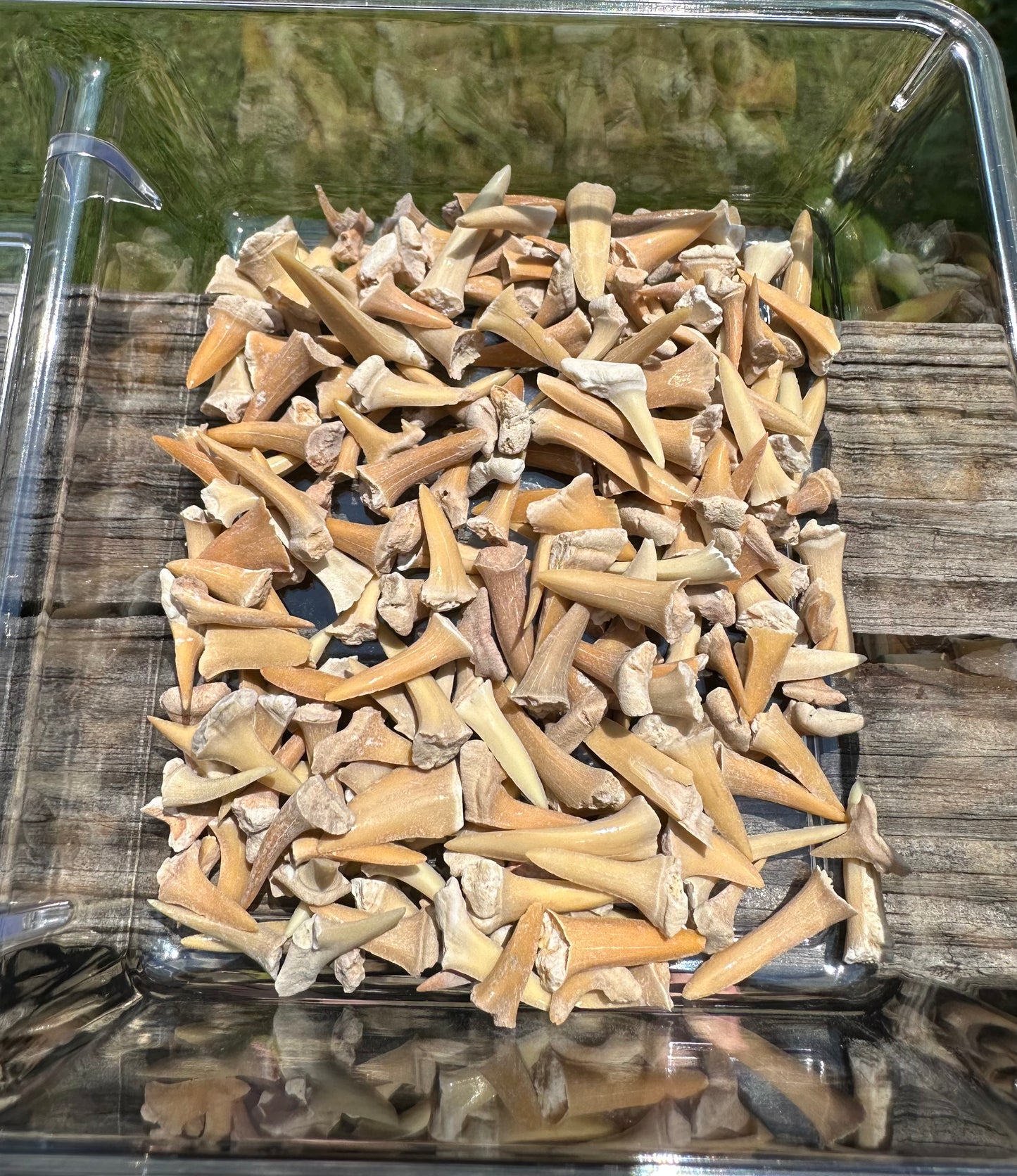 Fossil Shark Teeth 150+