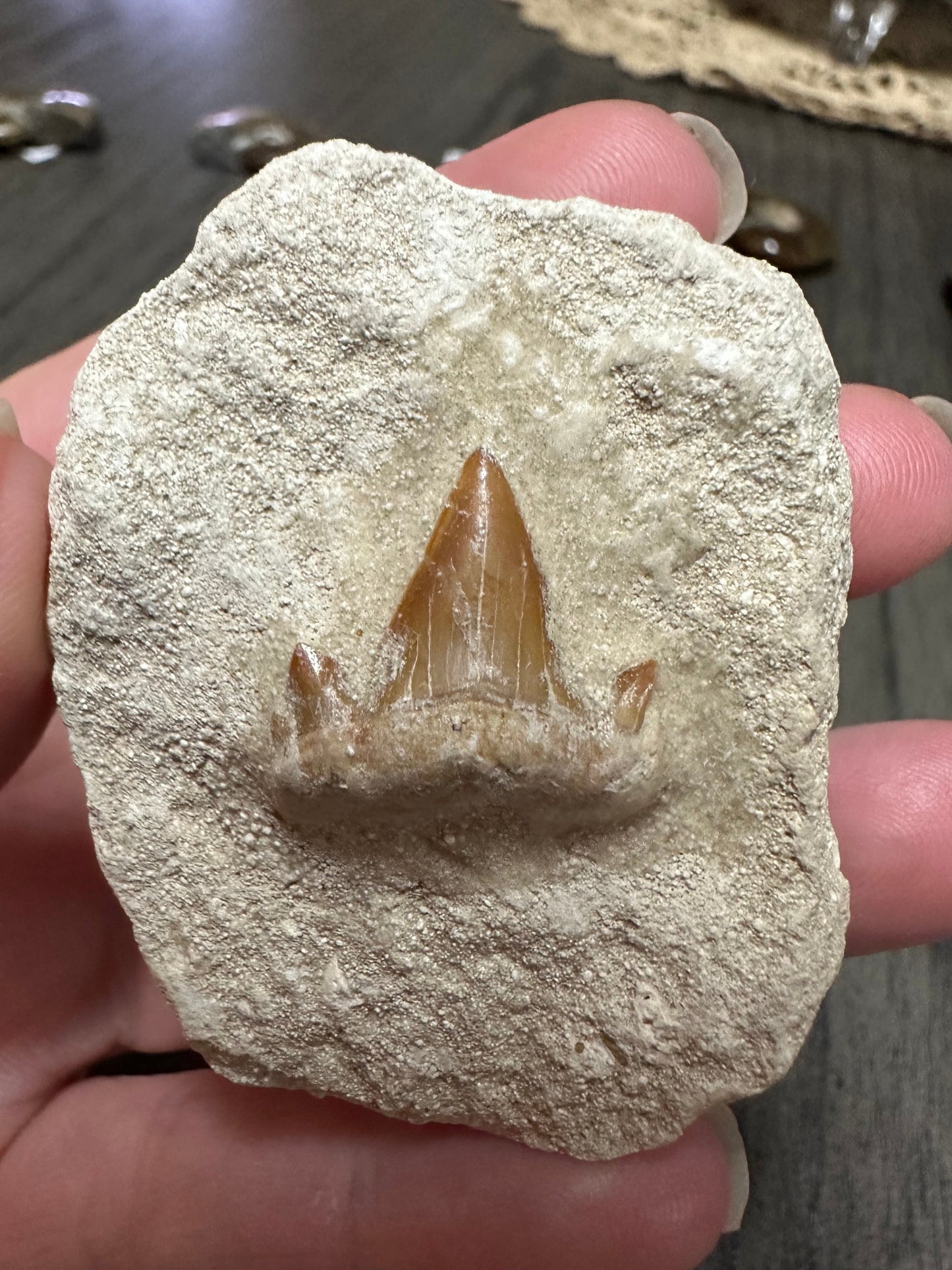 Fossil Shark Tooth in Matrix