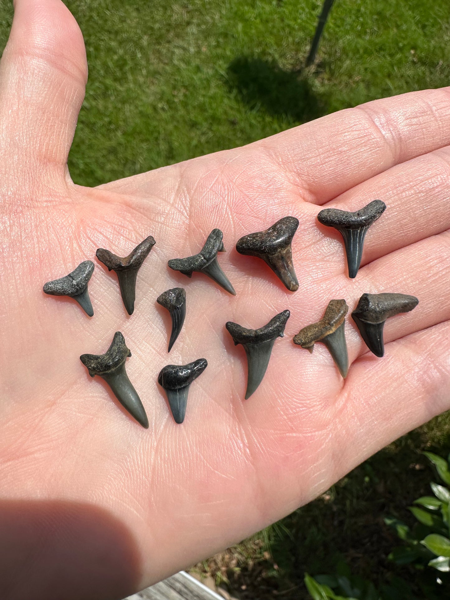 Fossil Shark Teeth for Wirewrapping