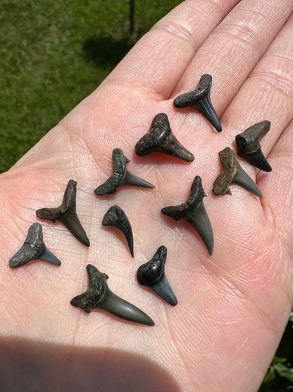 Fossil Shark Teeth for Wirewrapping