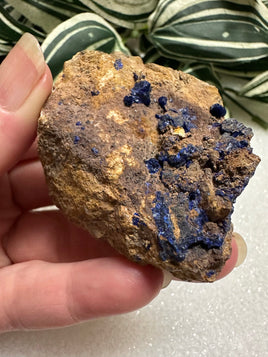 Azurite Specimen #1 Sierra Rica Chihuahua, Mexico