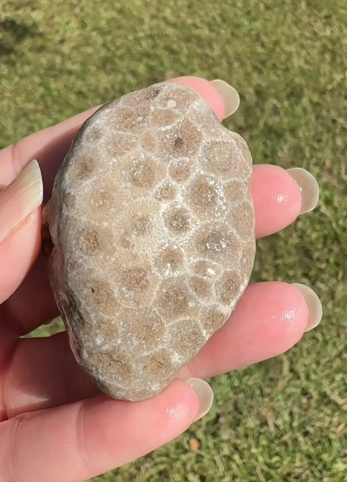 Petoskey Stone