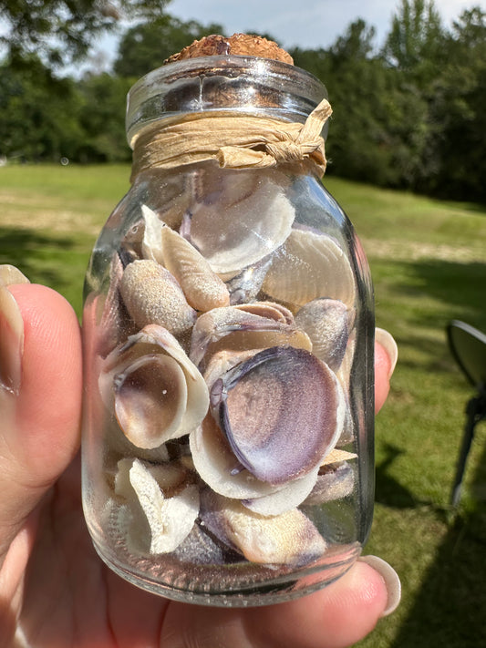 Glass Jar with Shells #6