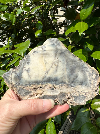 Dendritic Opal Slab