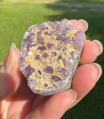 Amethyst Cluster Specimen #24