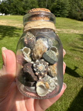 Glass Jar with Shells #4