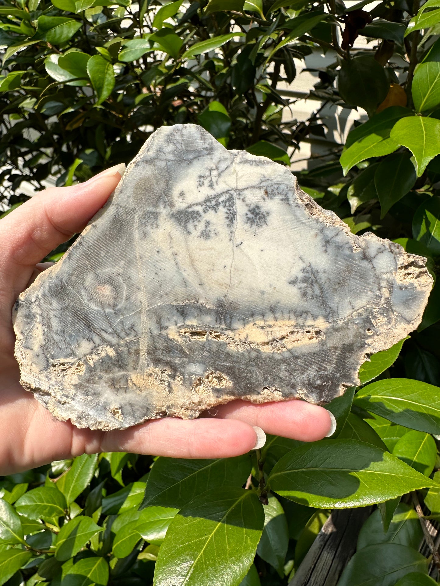 Dendritic Opal Slab