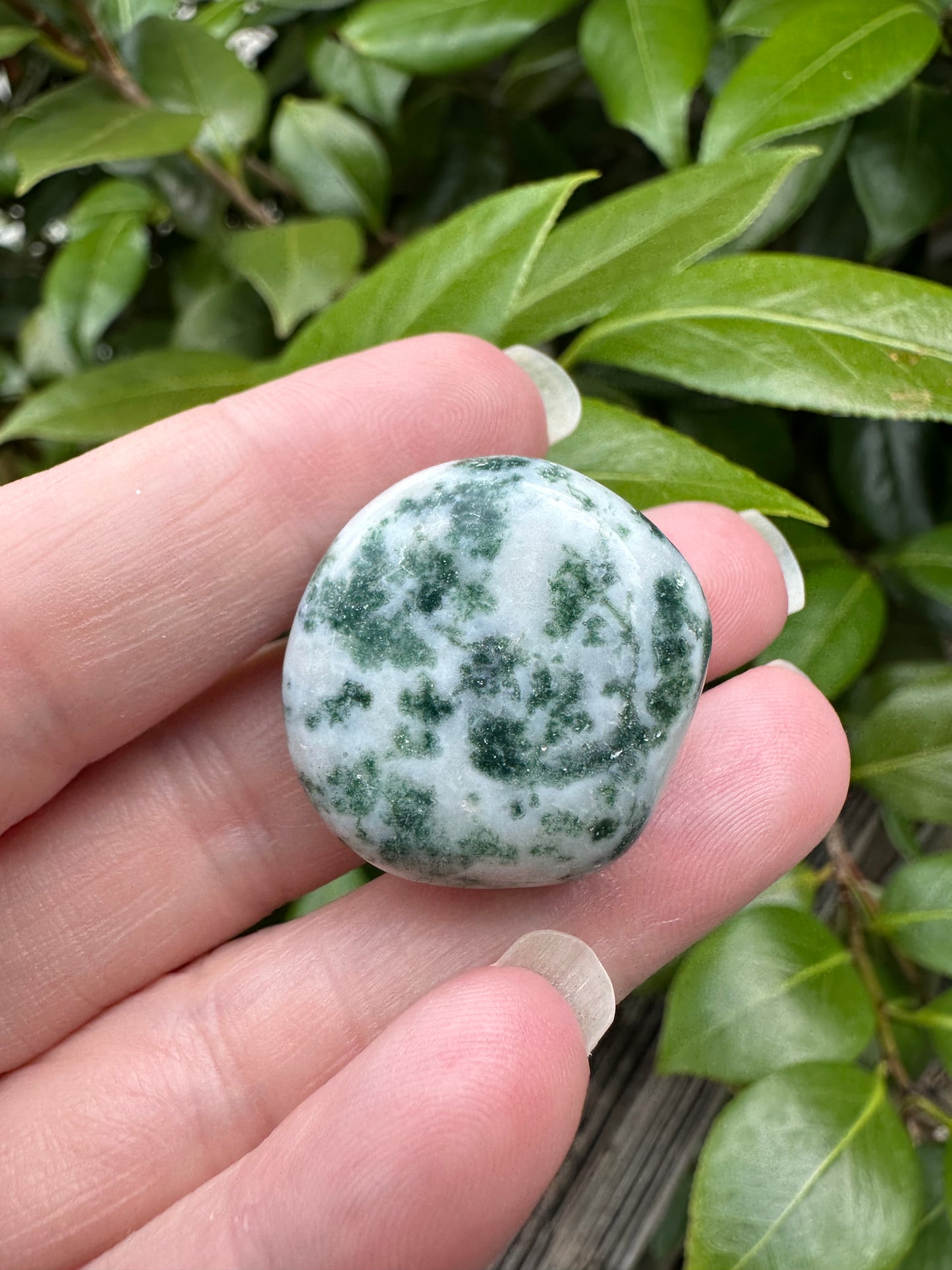 Tree Agate Tumble