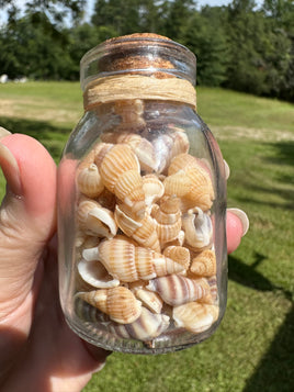 Glass Jar with Shells #5