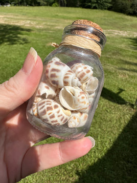 Glass Jar with Shells #1