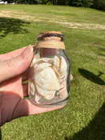 Glass Jar with Shells #2