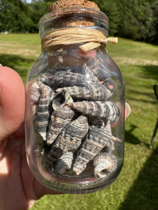 Glass Jar with Shells #3