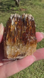 Amber Calcite Nice Specimen UV Reactive