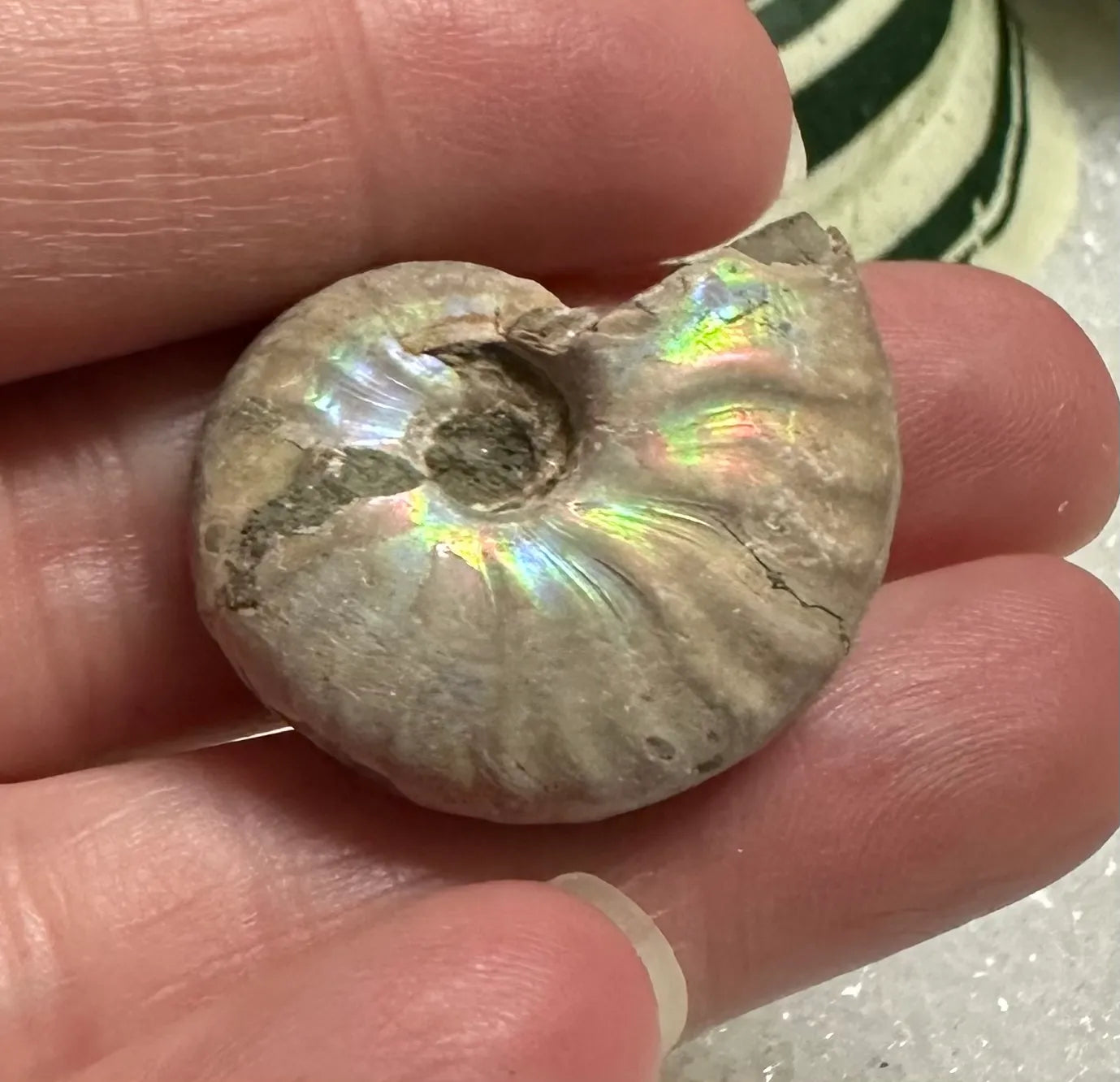 Ammonite Fossil #1